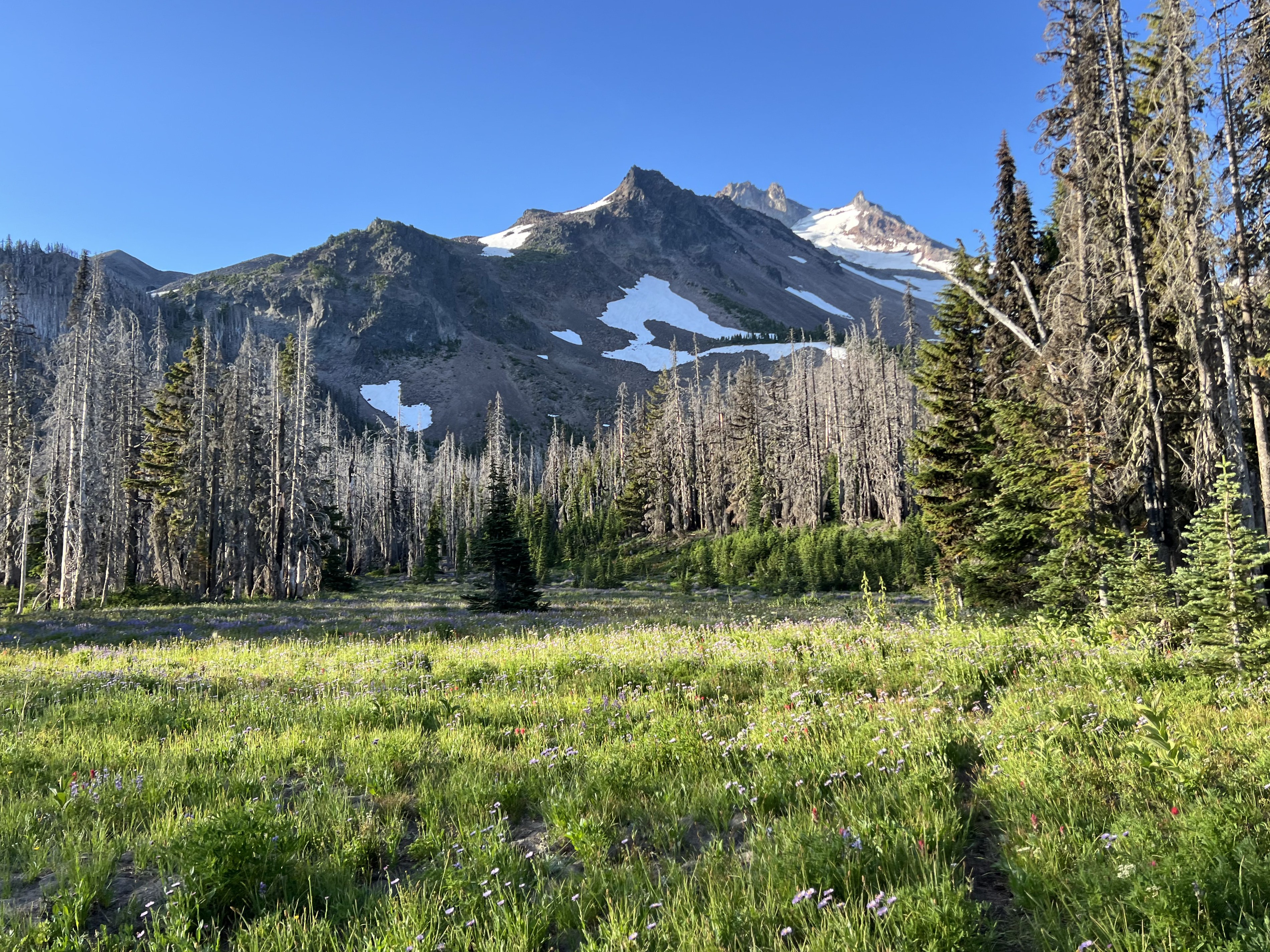 Meadow
